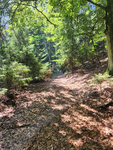 Rundweg Jerischker Wald