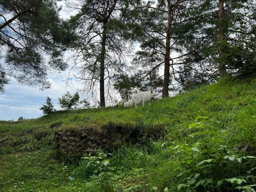 Wacholderhöhe (Traufgang)