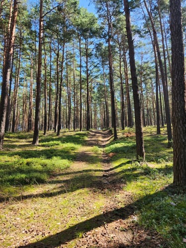 Rundweg Jerischker Wald