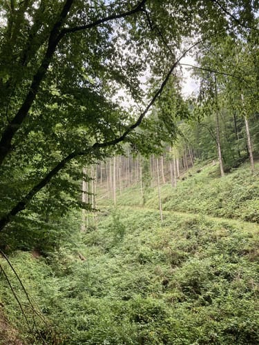 Wanderweg D2 (Datzeroth)