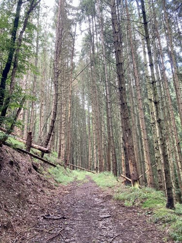 Wanderweg D2 (Datzeroth)