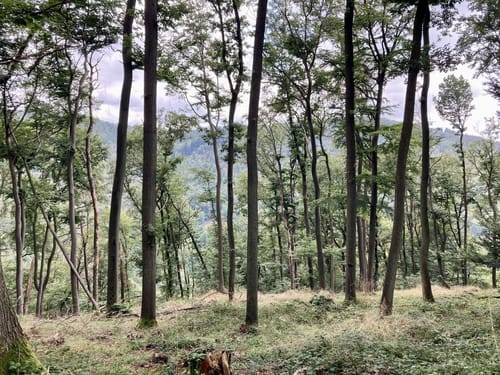 Wanderweg D2 (Datzeroth)