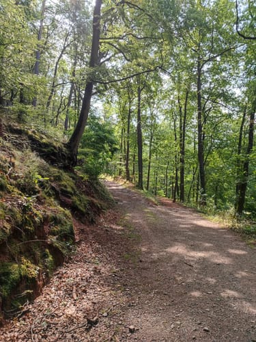 Annweilerer Burgenweg (Premiumwanderweg)