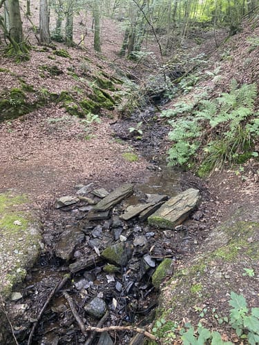 Rund um Zimmet - Moselwanderung in Piesport