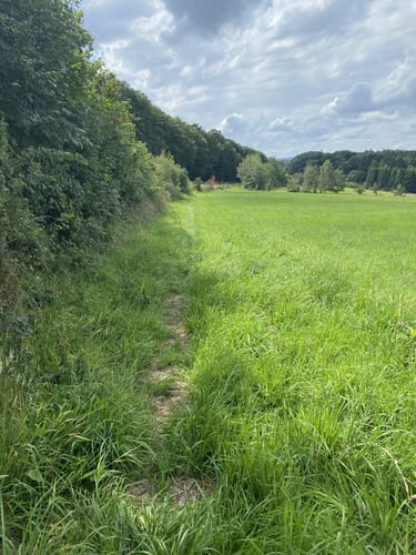 Rund um Zimmet - Moselwanderung in Piesport