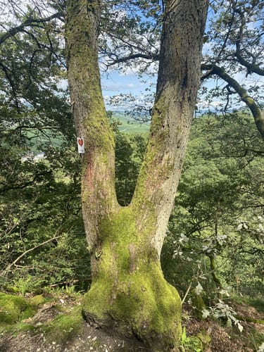 Rund um Zimmet - Moselwanderung in Piesport