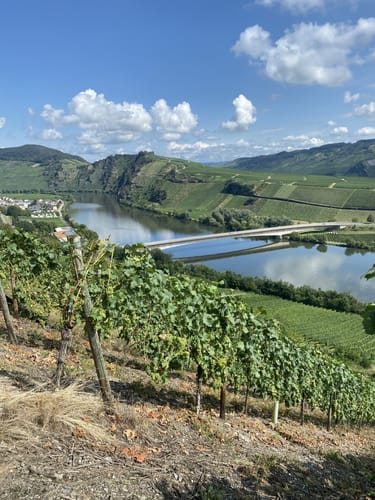 Rund um Zimmet - Moselwanderung in Piesport