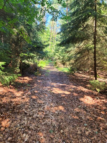 Rundweg Jerischker Wald