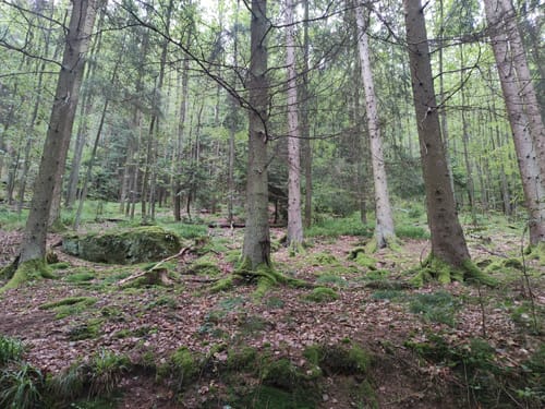 Wandern in Clausen C9