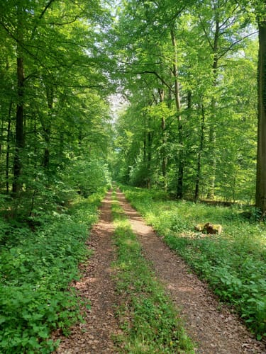 Durch den Langenwald zur Burg Heiligenburg