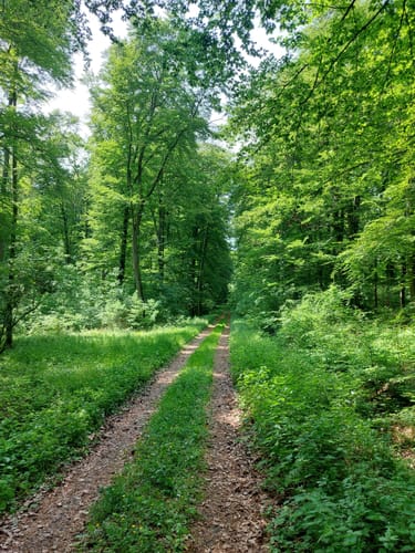 Durch den Langenwald zur Burg Heiligenburg