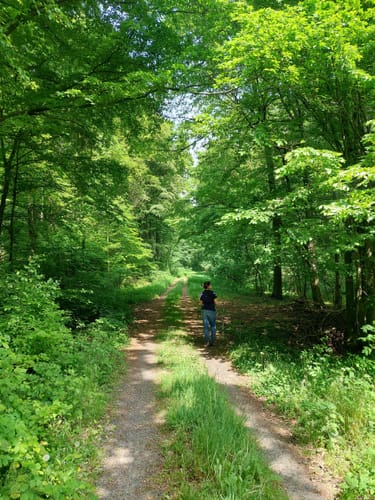 Durch den Langenwald zur Burg Heiligenburg
