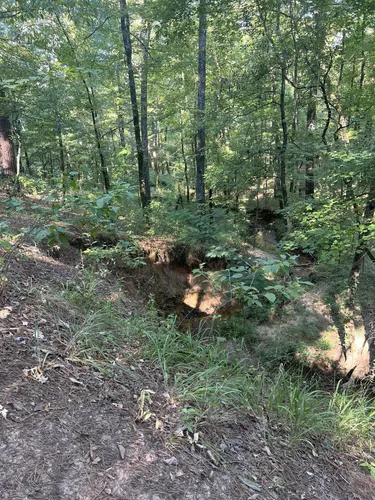 2023 Best Bird Watching Trails - EyJidWNrZXQiOiJhc3NldHMuYWxsdHJhaWxzLmNvbSIsImtleSI6InVwbG9hZHMvcGhvdG8vaW1hZ2UvNjQxNzY2MTQvMzk1NDdlMjI2NmJmYmE1NmYyYTllMDM5ZTczNTAzY2UuanBnIiwiZWRpdHMiOnsidG9Gb3JtYXQiOiJ3ZWJwIiwicmVzaXplIjp7IndpZHRoIjo1MDAsImhlaWdodCI6NTAwLCJmaXQiOiJpbnNpZGUifSwicm90YXRlIjpudWxsLCJqcGVnIjp7InRyZWxsaXNRdWFudGlzYXRpb24iOnRydWUsIm92ZXJzaG9vdERlcmluZ2luZyI6dHJ1ZSwib3B0aW1pc2VTY2FucyI6dHJ1ZSwicXVhbnRpc2F0aW9uVGFibGUiOjN9fX0=