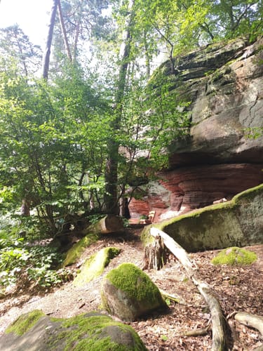Felsenwald (Premiumwanderweg)