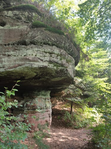 Felsenwald (Premiumwanderweg)