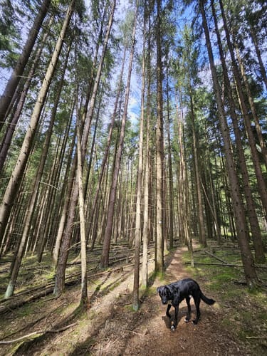 Runde in Schönwald