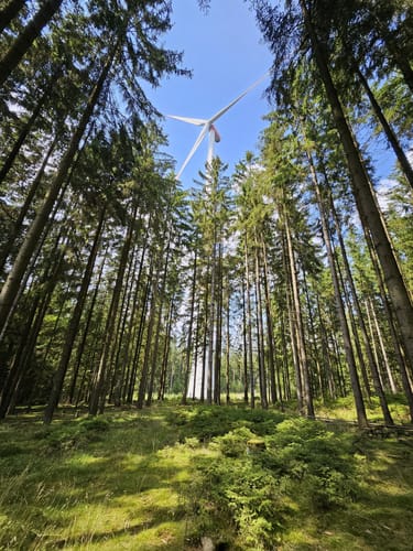 Runde in Schönwald