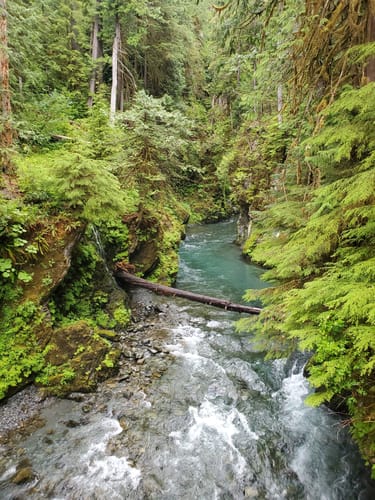 Enchanted Valley Chalet via East Fork Quinault River Trail
