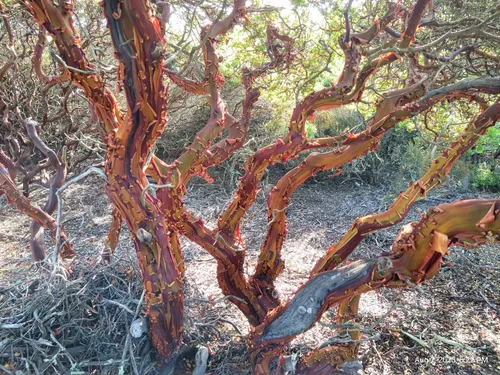 Best Hikes and Trails in Burton Mesa Ecological Reserve AllTrails