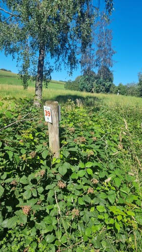 Naturpark Südeifel Wanderweg Nr. 39 - Geichlingen