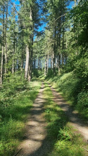 Naturpark Südeifel Wanderweg Nr. 39 - Geichlingen