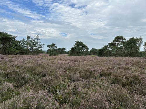 Holterberg Gele Wandelroute