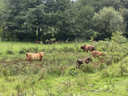 Reichenbach Steegen durch Wildpark Potzberg