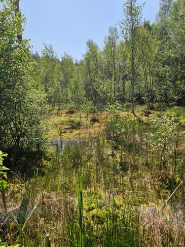 Ums Wiesbüttmoor und den Wiesbüttsee