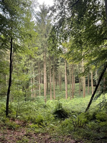 Runde zum Rammsee