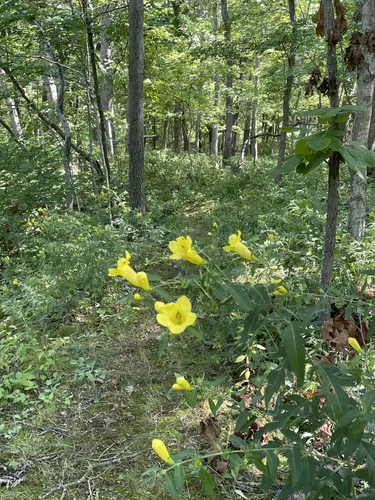 2023 Best River Trails in Robert Allerton Park | AllTrails