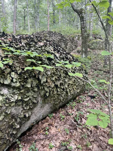 Best Hikes and Trails in Blandings Park Wildlife Sanctuary | AllTrails