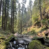 Grotto Falls Trail, Oregon - 131 Reviews, Map | AllTrails