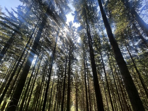 Hemsbach - Das Wanderdreieck an der Badischen Bergstraße