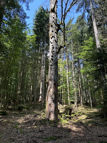 Entlang des Schmalzbachs zum Schwellhäusl