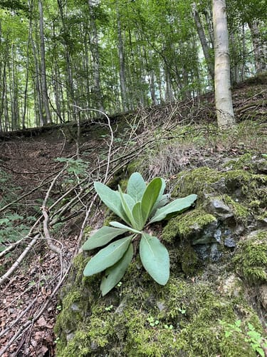 Habichtswaldsteig H6: Im Tal der Quellen (Extratour)