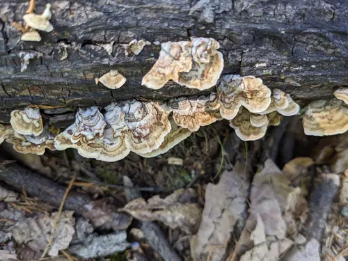 2023 Best Dog Friendly Trails in Frelinghuysen Township AllTrails