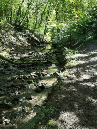 Wehrer Rosenberg (Premiumwanderweg)