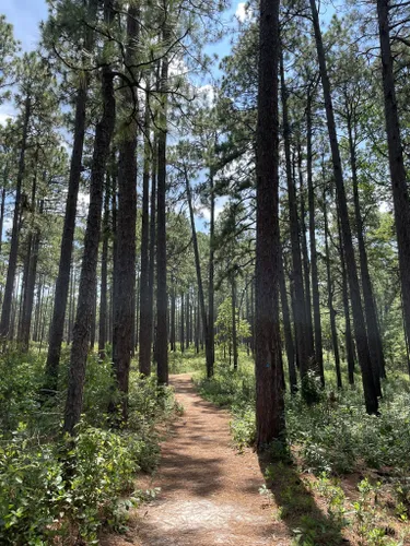 2023 Best Easy Trails in Weymouth Woods Sandhills Nature Preserve ...