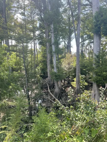 Best Hikes and Trails in Florida - EyJidWNrZXQiOiJhc3NldHMuYWxsdHJhaWxzLmNvbSIsImtleSI6InVwbG9hZHMvcGhvdG8vaW1hZ2UvNjQzNTQ4MTAvYTlkOTgyNzI1ZmNjOGI1ODM2YzliODAwYWVlM2Y5NjYuanBnIiwiZWRpdHMiOnsidG9Gb3JtYXQiOiJ3ZWJwIiwicmVzaXplIjp7IndpZHRoIjo1MDAsImhlaWdodCI6NTAwLCJmaXQiOiJpbnNpZGUifSwicm90YXRlIjpudWxsLCJqcGVnIjp7InRyZWxsaXNRdWFudGlzYXRpb24iOnRydWUsIm92ZXJzaG9vdERlcmluZ2luZyI6dHJ1ZSwib3B0aW1pc2VTY2FucyI6dHJ1ZSwicXVhbnRpc2F0aW9uVGFibGUiOjN9fX0=