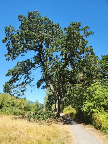 2023 Best Trail Running Trails In Duncan AllTrails