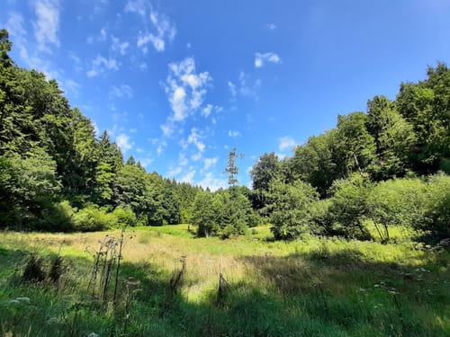 Kesternich - Weidenbachtal Runde