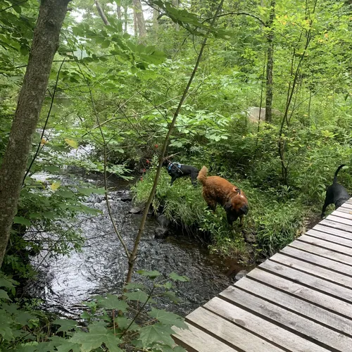 Best Cross Country Skiing Trails in Great Barrington AllTrails