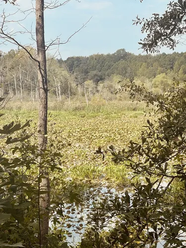 2023 Best Forest Trails in Conestee AllTrails