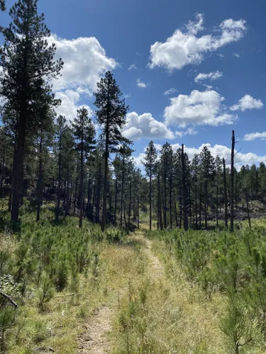 Best Mountain Biking Trails in Custer State Park | AllTrails