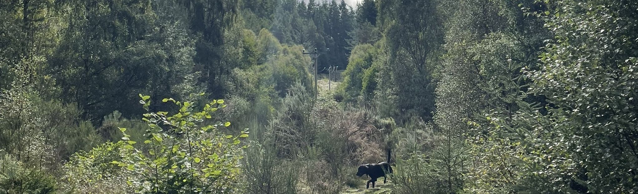 Clash Wood, Highlands, Scotland 9 Reviews, Map AllTrails