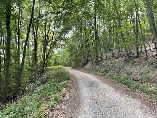 Auerbacher-Schloss-Weg zum Wilhelmsweg