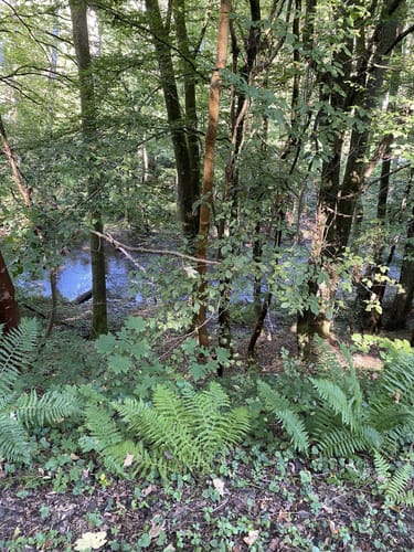 Von Höfchen nach Waldrach entlang der Ruwer