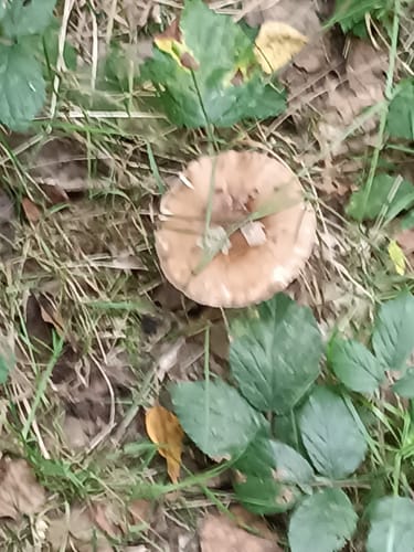 3-Gipfel Weg Hirschau