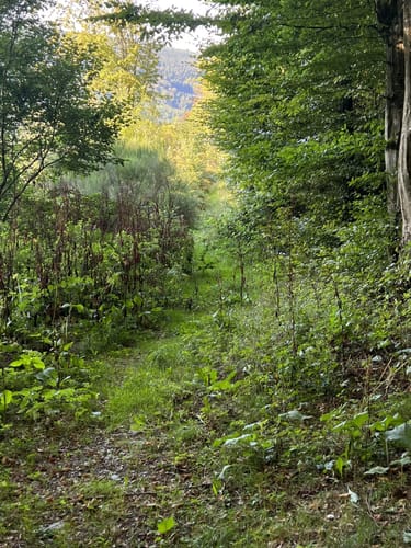 Aus Bonerath in den Osburger Wald