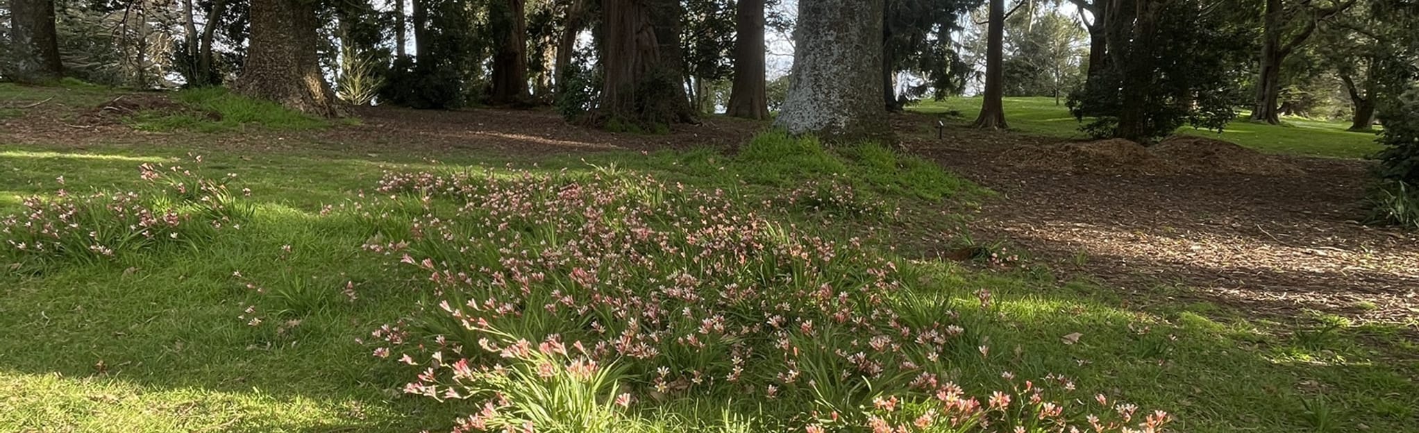 Yatton Park Walk: 5 Reviews, Map - Bay of Plenty, New Zealand | AllTrails